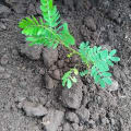 Leucaena