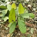 Cacao