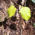 Albero Dinamite