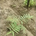 Tefrosia
