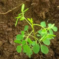 Moringa