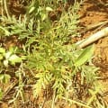 Grevillea