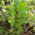 Acacia Mangium