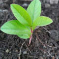 Guava