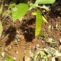 Cacao