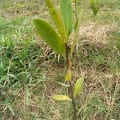 Red Mangrove