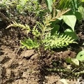 Grevillea