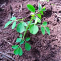 Moringa