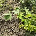 Papaya