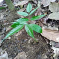 Safou
