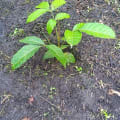 Caoba