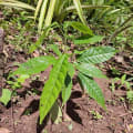 Cacao