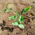 Calliandra
