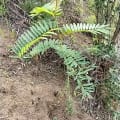 Tephrosia
