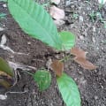 Cacao