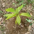 Cacao