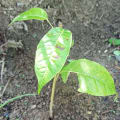 Caoba