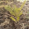 Grevillea