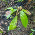 Cacaotier