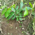 Cacaotier
