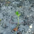 Mangrove Rouge