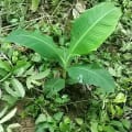 Patacon