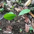 Cacao