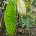 Cacao
