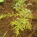 Grevillea