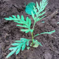 Grevillea