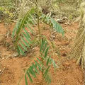 Tephrosia