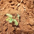 Calliandra