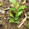 Cacao