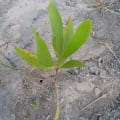 Acacia Mangium