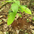 Cacao