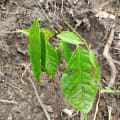 Caoba