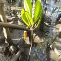 White Mangrove