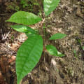 Cacaotier