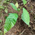Cacao