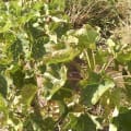 Barbados Nut