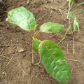 Cacao