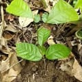 Cacao