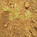 Calliandra