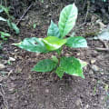 Soraya's Coffee