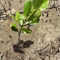 White Mangrove