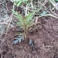 Grevillea