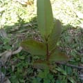 Guava