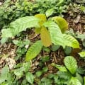 Cacao