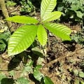 Cacao