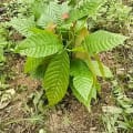 Cacao